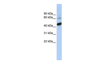 SOX1 Rabbit Polyclonal Antibody