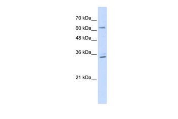 RELB Rabbit Polyclonal Antibody