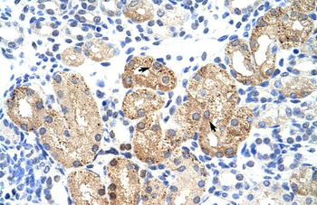 SOX15 Rabbit Polyclonal Antibody