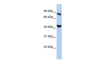 POU6F2 Rabbit Polyclonal Antibody