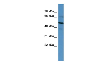POU6F2 Rabbit Polyclonal Antibody