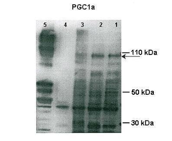 Ppargc1a Rabbit Polyclonal Antibody