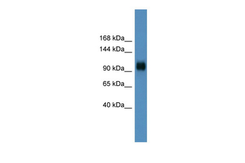 Ppargc1a Rabbit Polyclonal Antibody