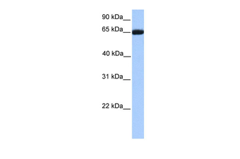 RXRB Rabbit Polyclonal Antibody