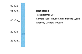 MLX Rabbit Polyclonal Antibody