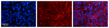 AARS Rabbit Polyclonal Antibody