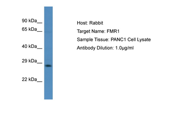 FMR1 Rabbit Polyclonal Antibody