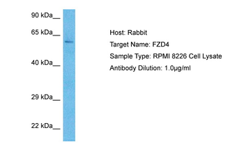 FZD4 Rabbit Polyclonal Antibody