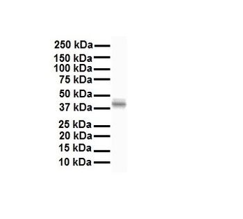GNAS Rabbit Polyclonal Antibody