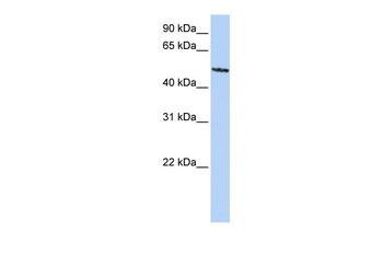 SIGLEC6 Rabbit Polyclonal Antibody