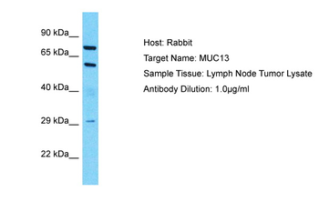 MUC13 Rabbit Polyclonal Antibody