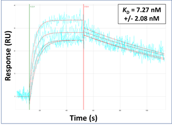ABCC9 Rabbit Polyclonal Antibody