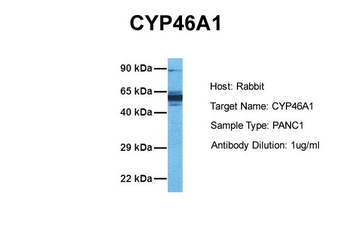 CYP46A1 Rabbit Polyclonal Antibody