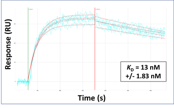 CYP46A1 Rabbit Polyclonal Antibody
