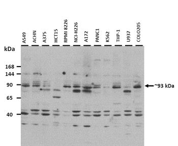 SLC9A3 Rabbit Polyclonal Antibody