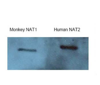 NAT2 Rabbit Polyclonal Antibody