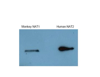 NAT2 Rabbit Polyclonal Antibody