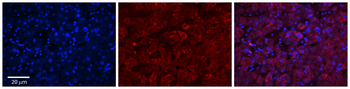GGCX Rabbit Polyclonal Antibody