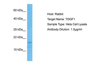 TDGF1 Rabbit Polyclonal Antibody