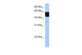 RXRB Rabbit Polyclonal Antibody