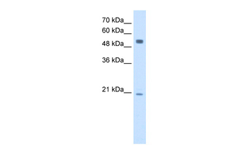 BLK Rabbit Polyclonal Antibody