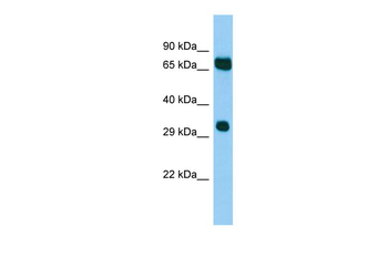 Melk Rabbit Polyclonal Antibody