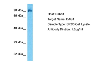 Dag1 Rabbit Polyclonal Antibody