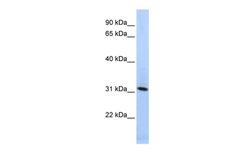 SYNGR4 Rabbit Polyclonal Antibody