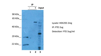 Fto Rabbit Polyclonal Antibody