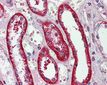 EIF3E Rabbit Polyclonal Antibody