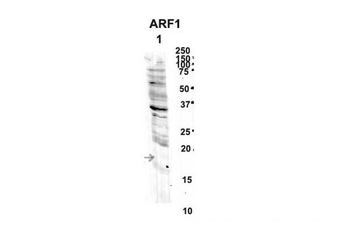 ARF1 Rabbit Polyclonal Antibody