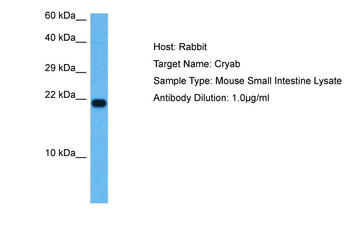 Cryab Rabbit Polyclonal Antibody