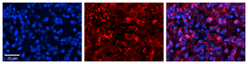 GOT1 Rabbit Polyclonal Antibody