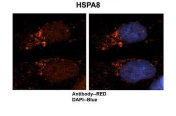 HSPA8 Rabbit Polyclonal Antibody