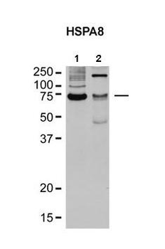 HSPA8 Rabbit Polyclonal Antibody