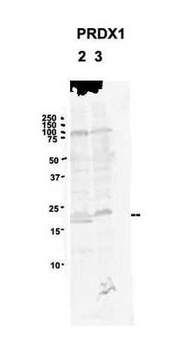 PRDX1 Rabbit Polyclonal Antibody