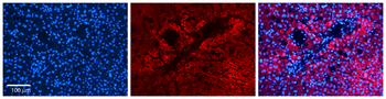 CPT2 Rabbit Polyclonal Antibody
