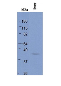 BHMT2 Rabbit Polyclonal Antibody