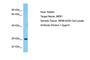 MDFI Rabbit Polyclonal Antibody