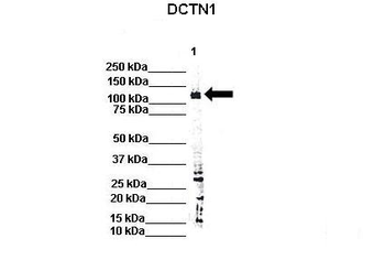 Dctn1 Rabbit Polyclonal Antibody