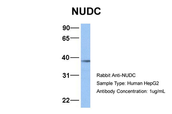 NUDC Rabbit Polyclonal Antibody
