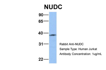 NUDC Rabbit Polyclonal Antibody