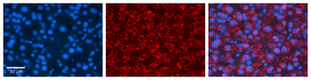 NUDC Rabbit Polyclonal Antibody