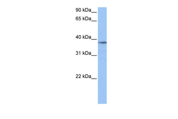 NUDC Rabbit Polyclonal Antibody