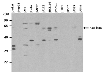 ARL13B Rabbit Polyclonal Antibody
