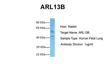 ARL13B Rabbit Polyclonal Antibody
