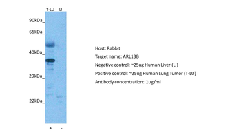 ARL13B Rabbit Polyclonal Antibody