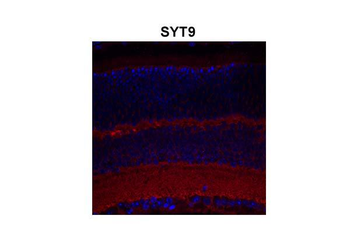 SYT9 Rabbit Polyclonal Antibody