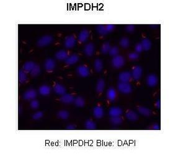 IMPDH2 Rabbit Polyclonal Antibody