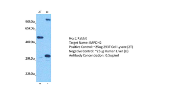 IMPDH2 Rabbit Polyclonal Antibody